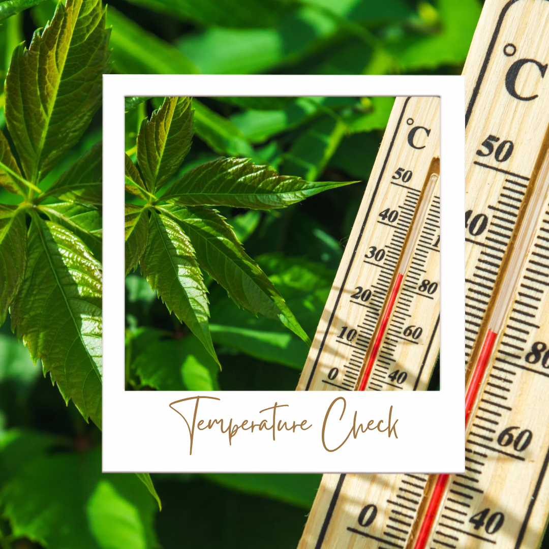 Temperature Check ❤️